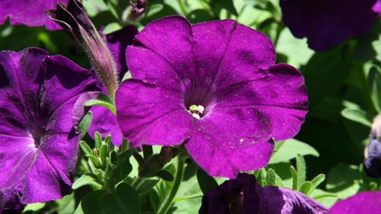 Какие цветы посеять в декабре: красивые растения для весеннего сада