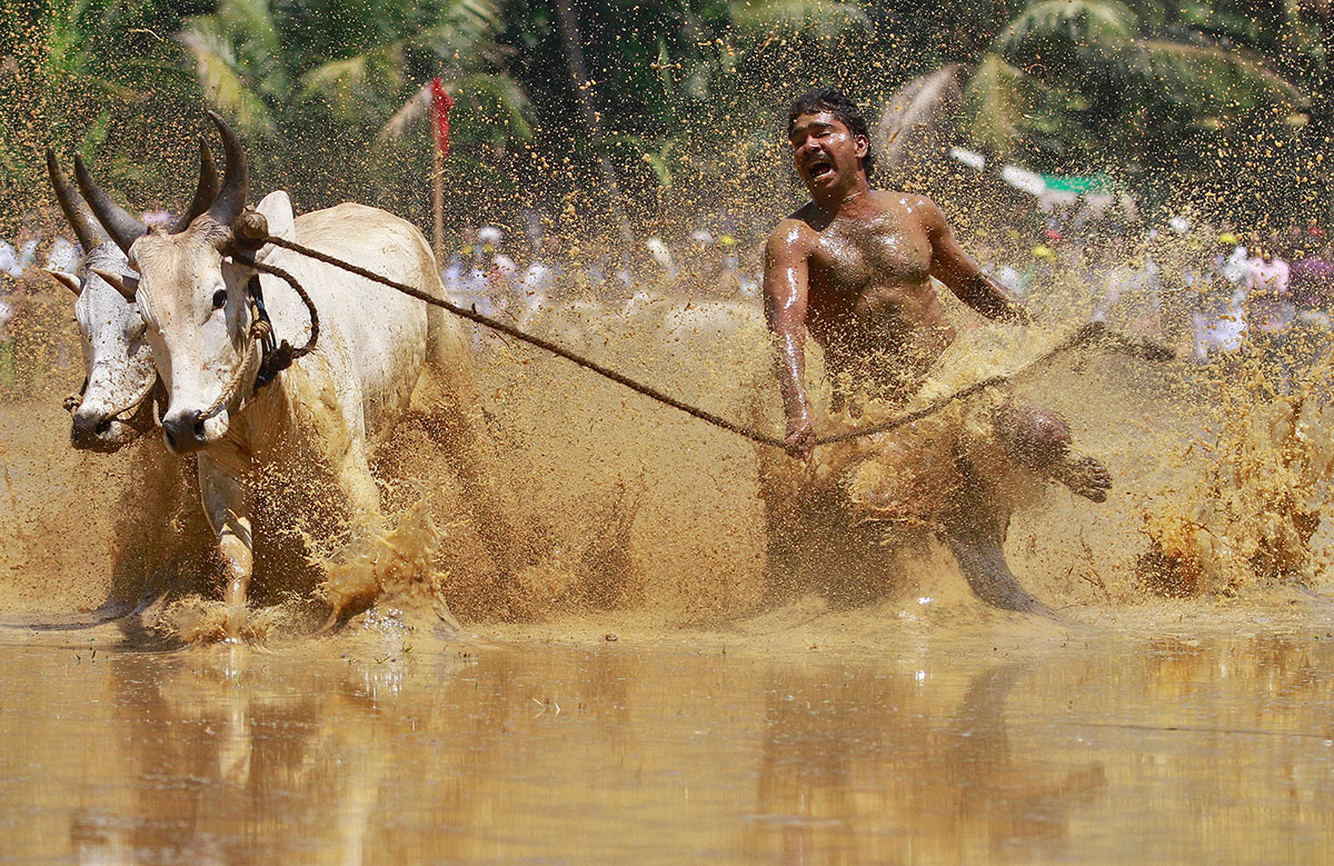 Индийский фермер с буйволами