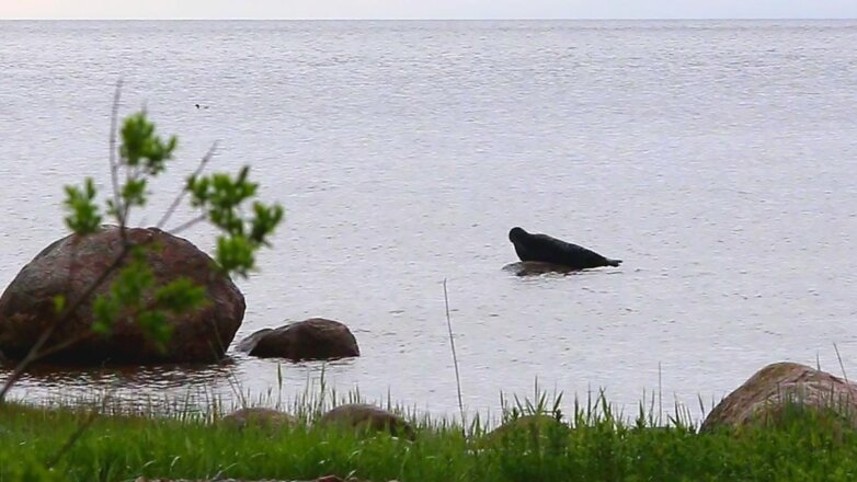 "Ростерминалуголь" помог ученым РАН "узнать в лицо" нерп Финского залива