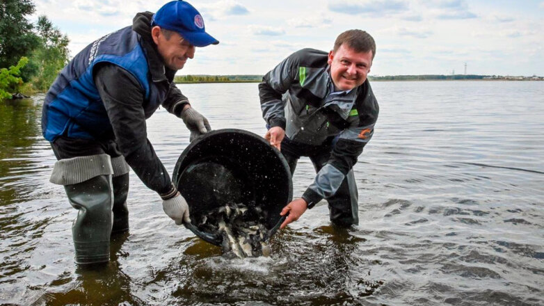 ЧЦЗ восстанавливает рыбные ресурсы региона