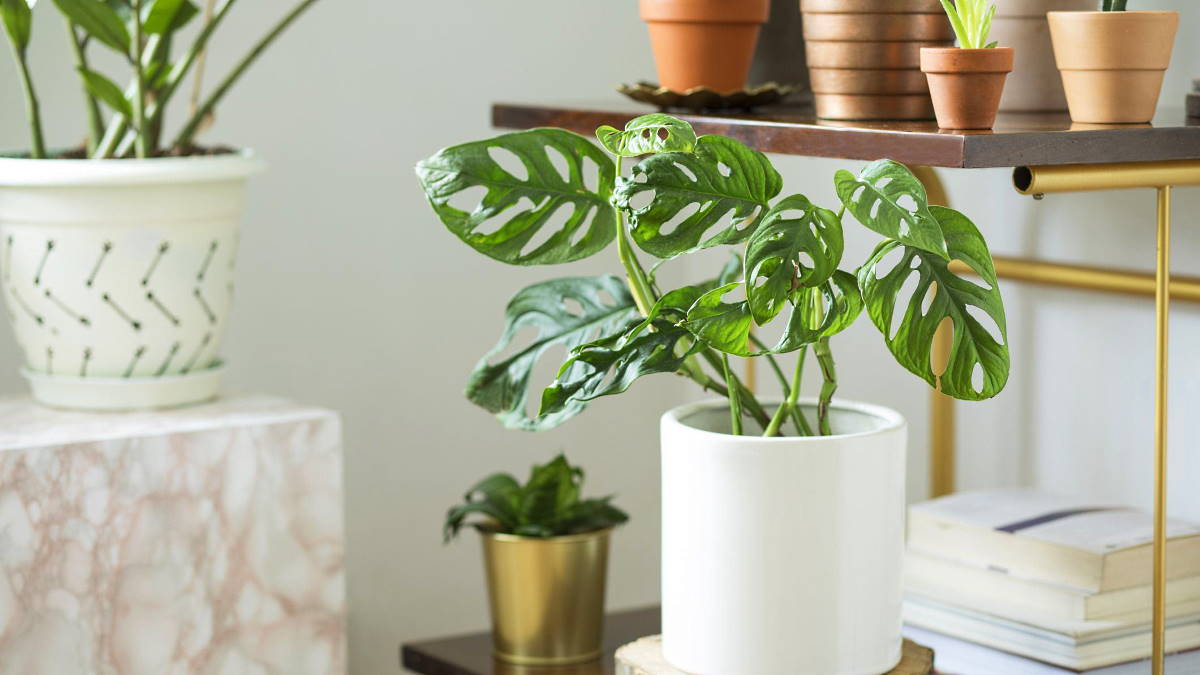 комнатное растение