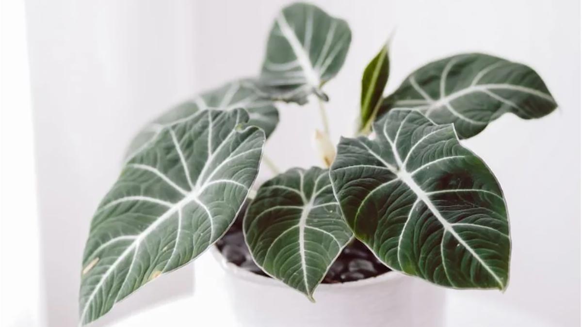 Комнатные растения