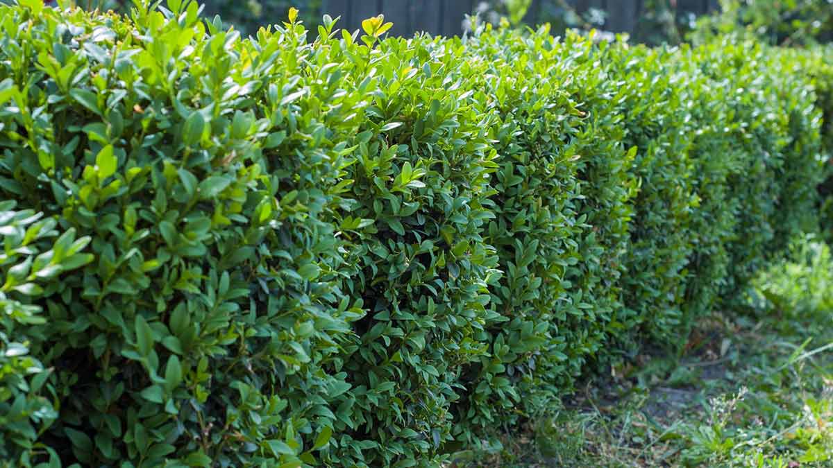 Быстрорастущие кустарники