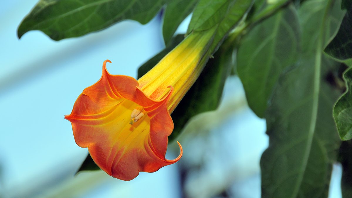 Бругмансия