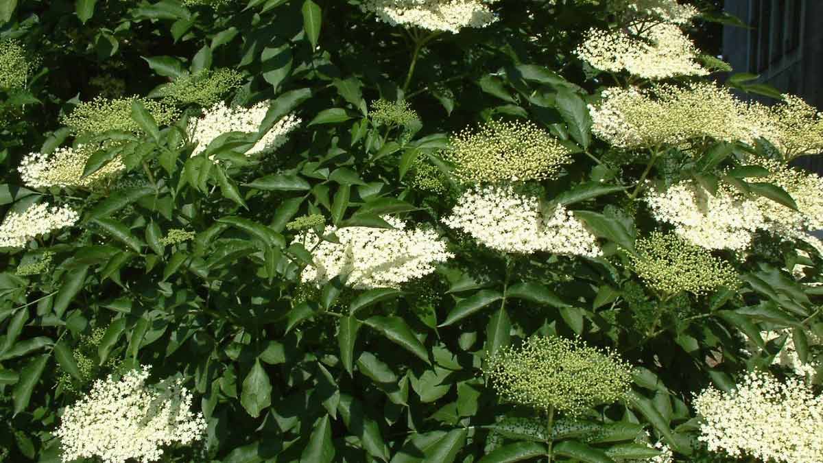 Быстрорастущие кустарники