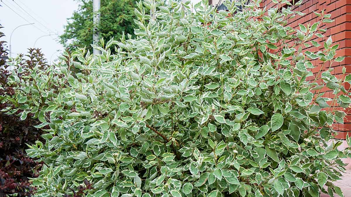 Быстрорастущие кустарники