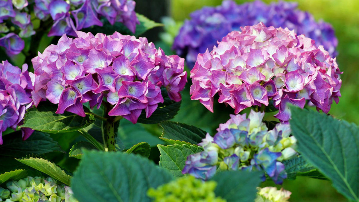 Гортензии