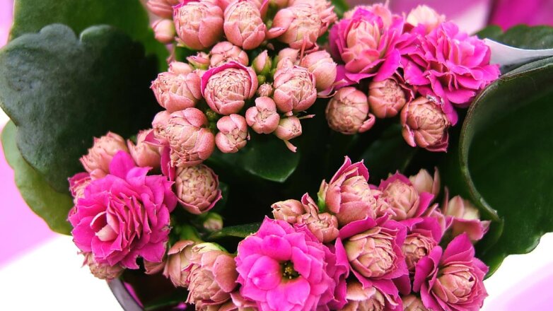 Как ухаживать за каланхоэ в домашних условиях, чтобы оно хорошо росло: главные правила