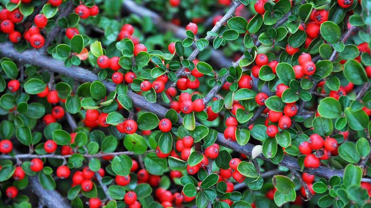 Быстрорастущие кустарники