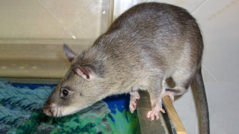 Крысы с рюкзаками помогут спасти выживших после землетрясений