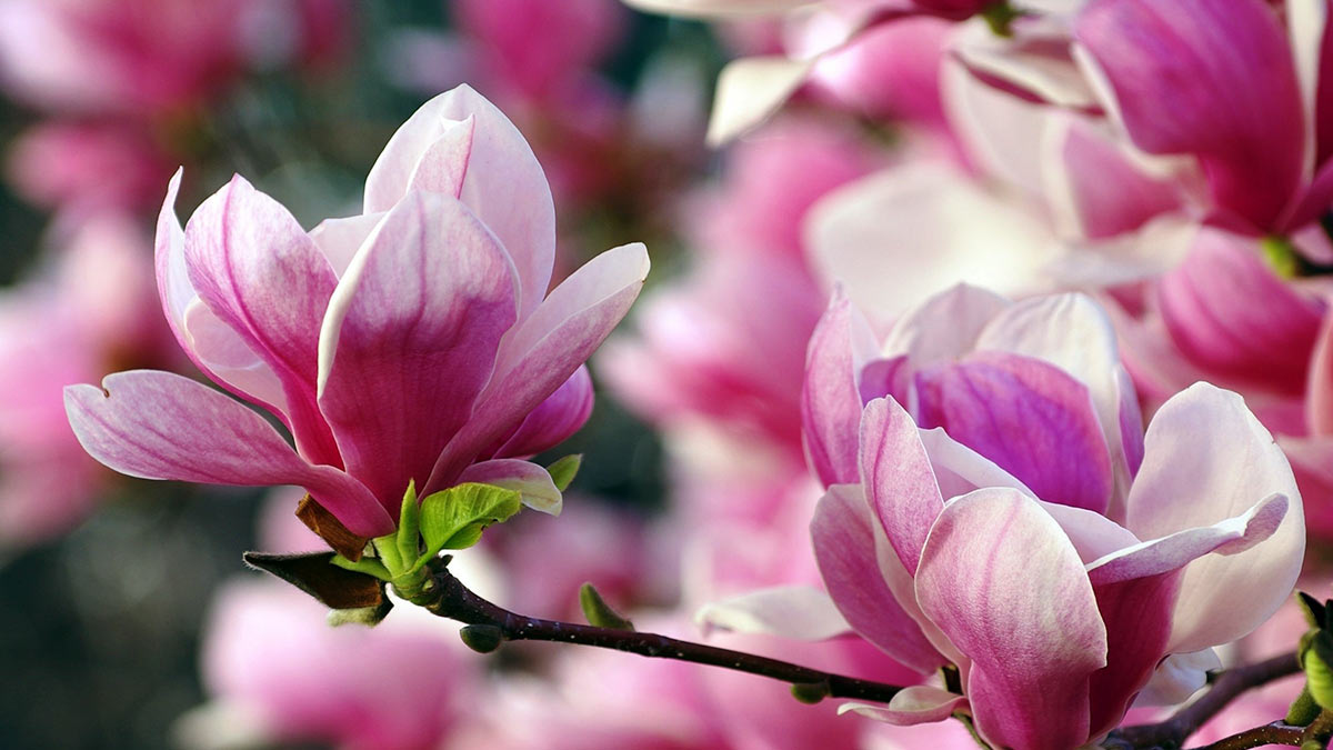 Магнолия