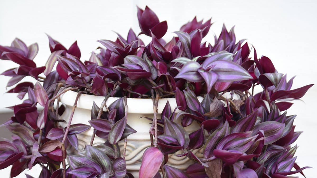 Растут без почвы