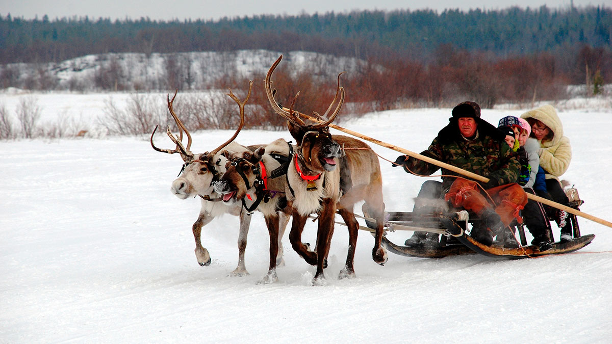 Туристы с оленями