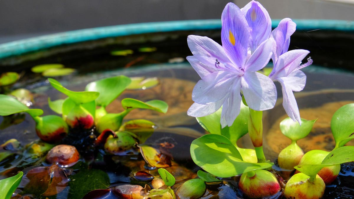 Растут без почвы