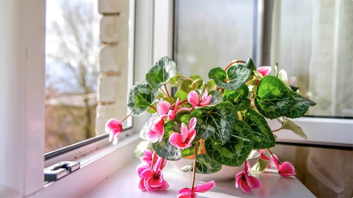 комнатное растение