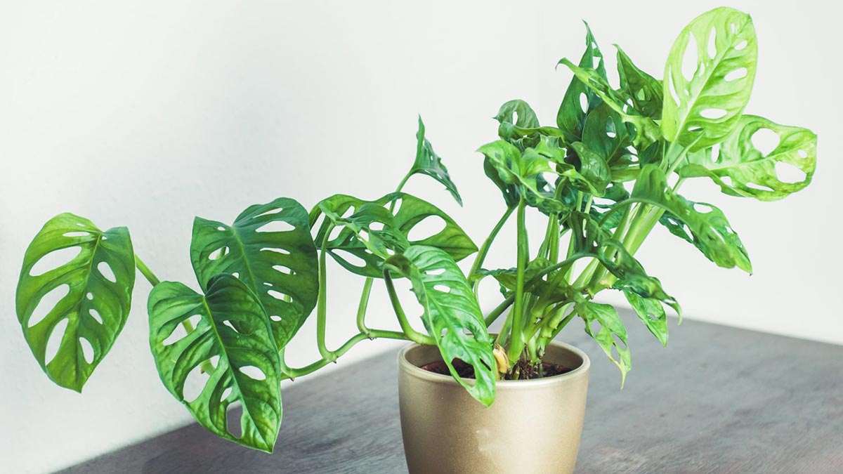 Монстера манки маск