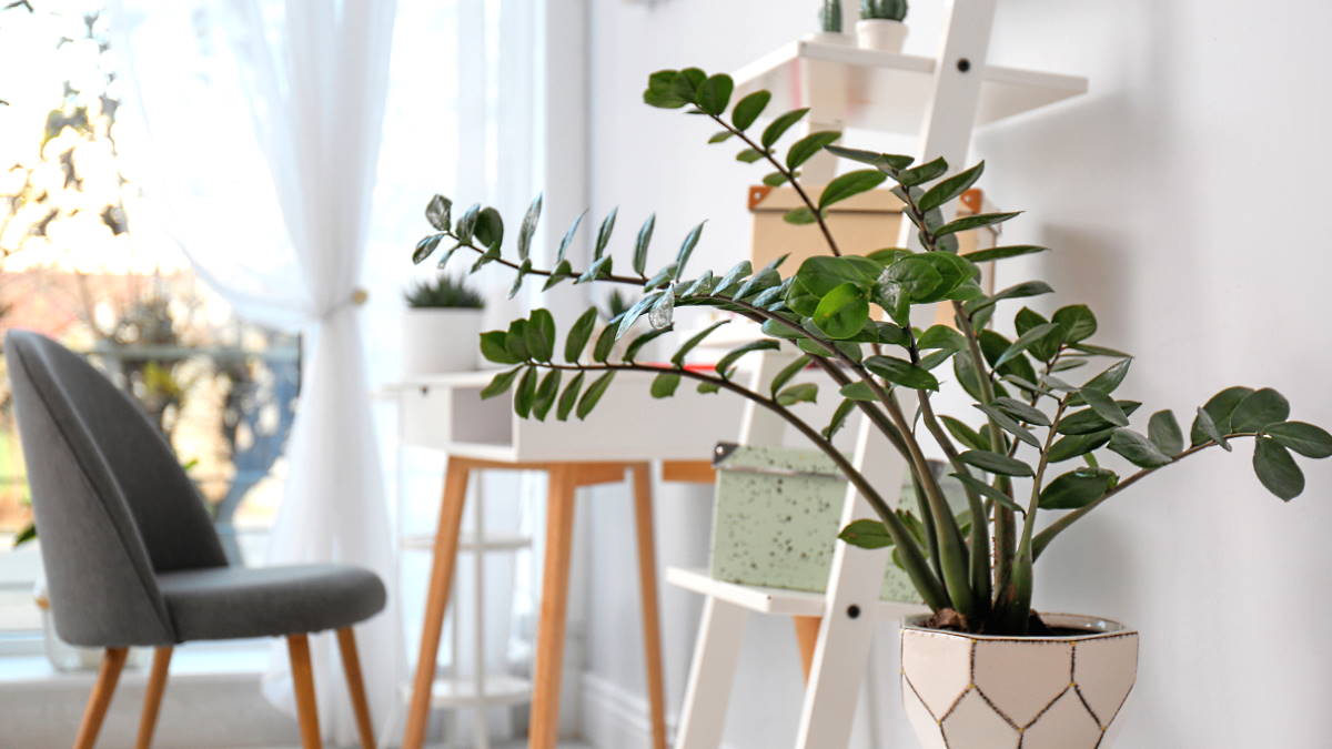 растение в интерьере