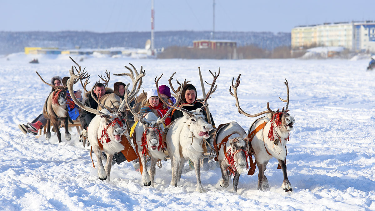 Катание на оленьих упряжках