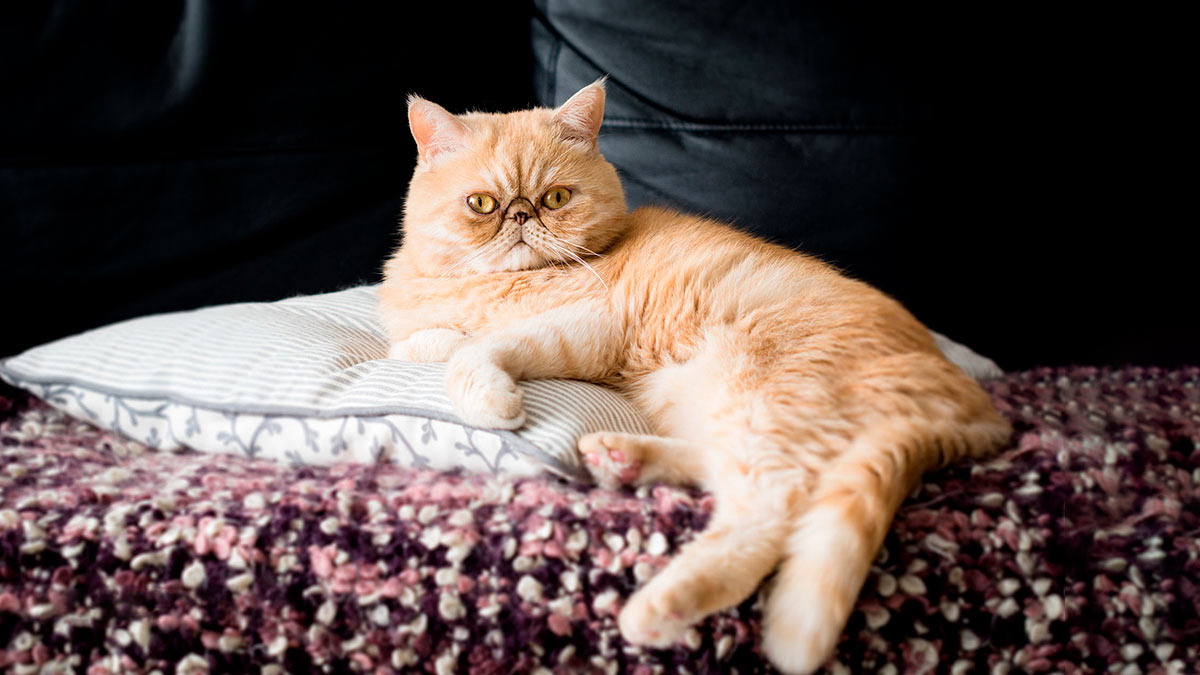 Экзотическая короткошерстная