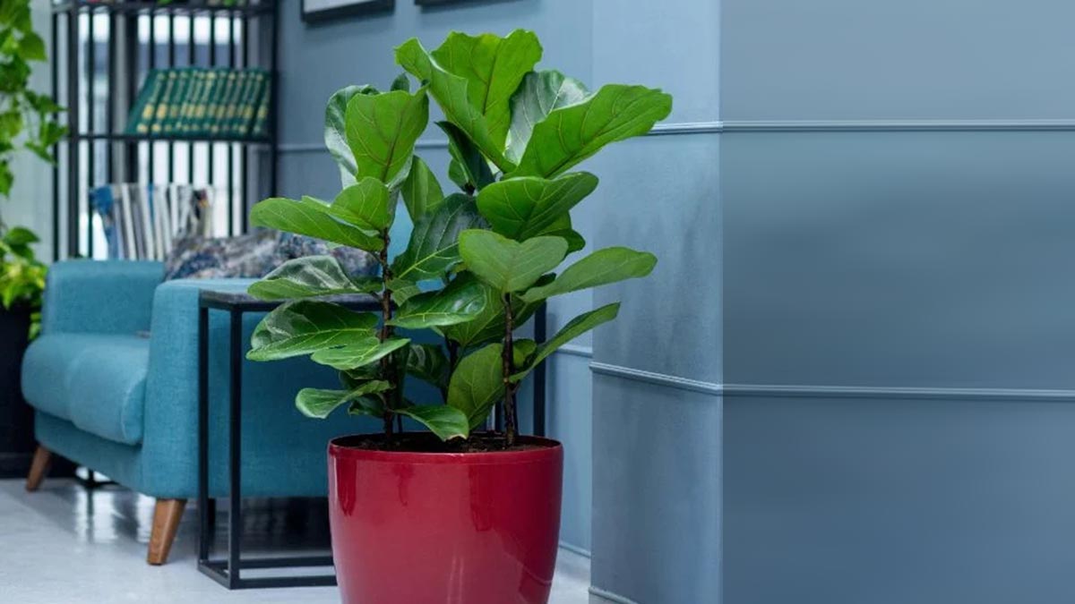 Фикус бенгальский