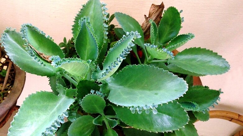 Почему у каланхоэ зимой вытягиваются стебли и вырастают мелкими листья: решение проблемы