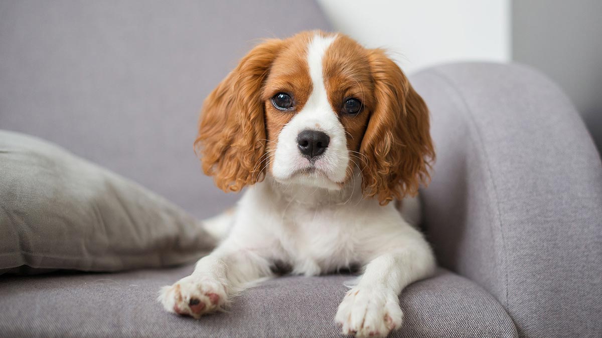 Кавалер-кинг-чарльз-спаниель