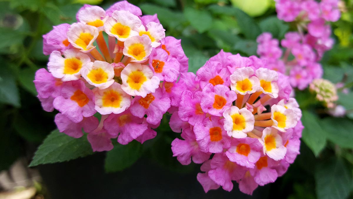 Лантана камара