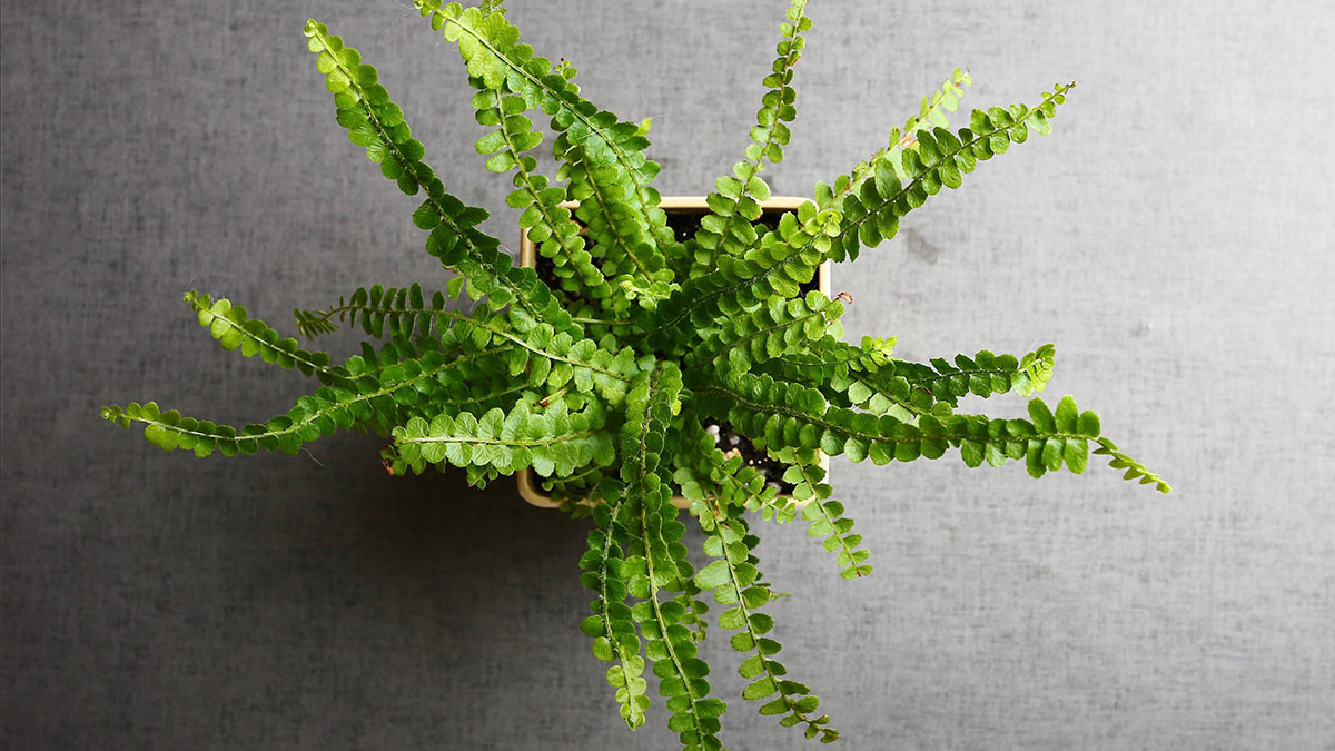 Нефролепсис Кордифолия Дуффи (Нефролепис сердцелистный)