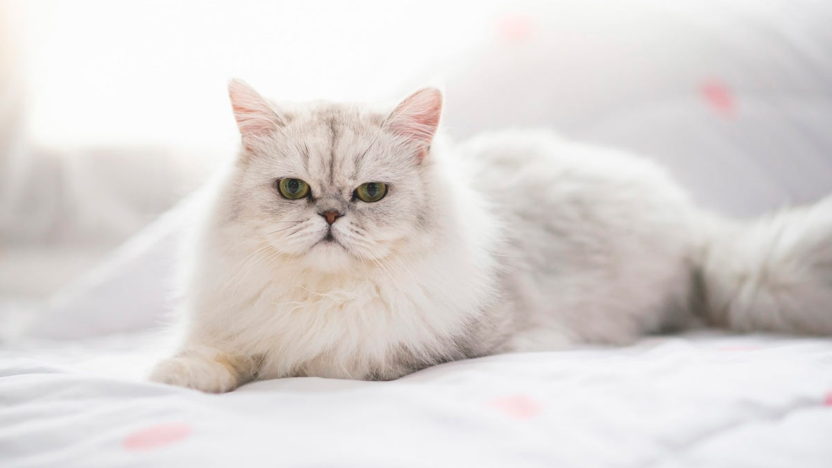 Персидский