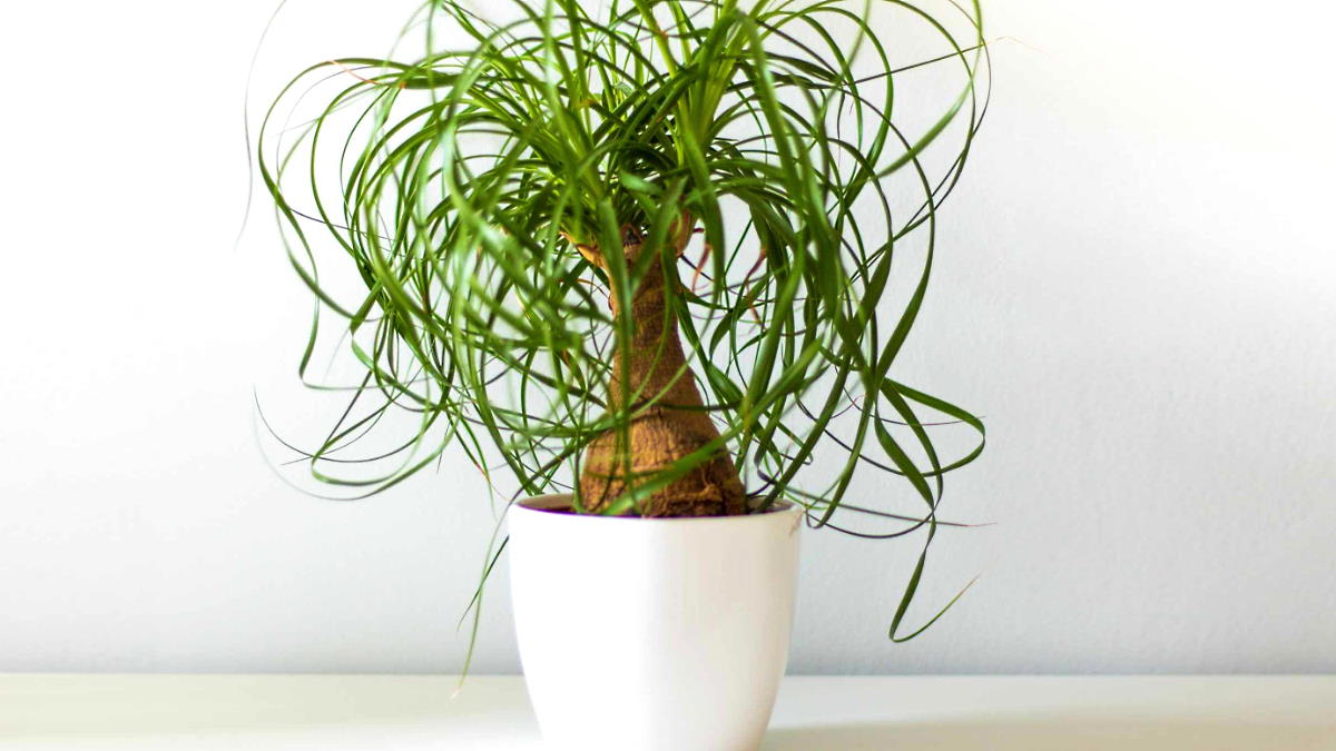 Растение Бокарнея