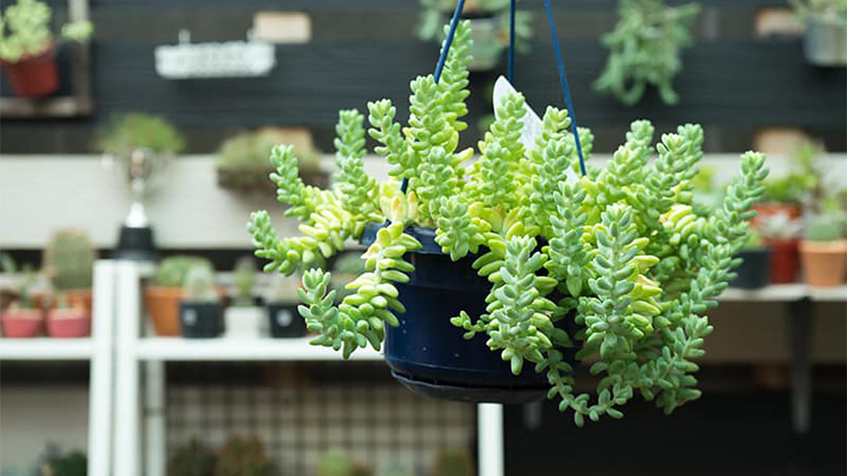 Седум Буррито