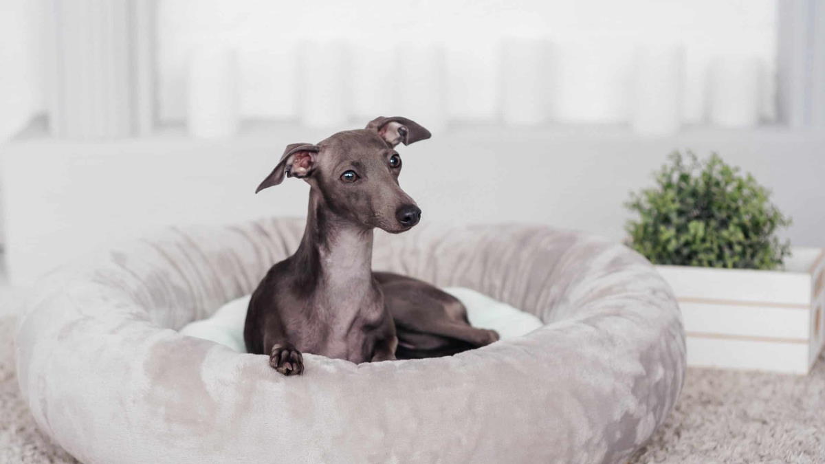 Собака на лежанке