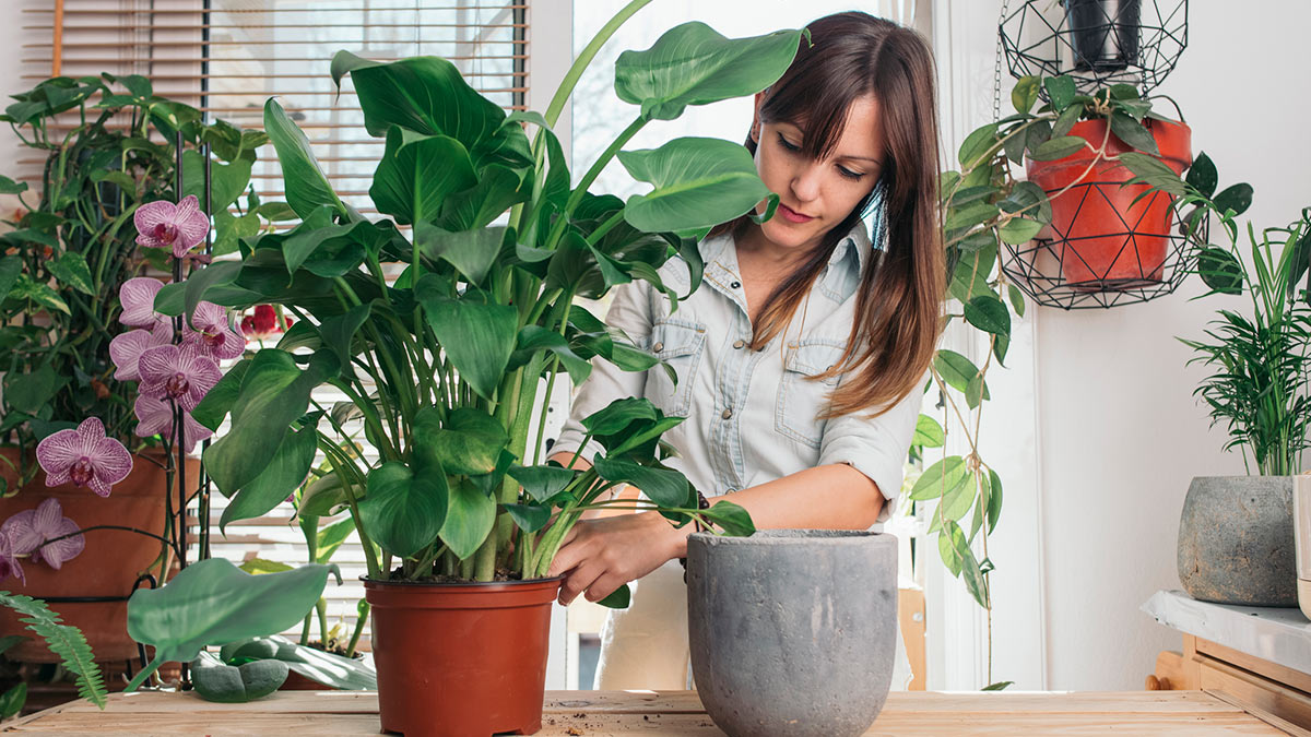 УУход за растениями