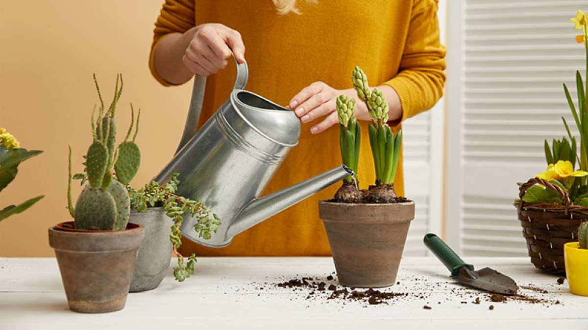 Полив растений