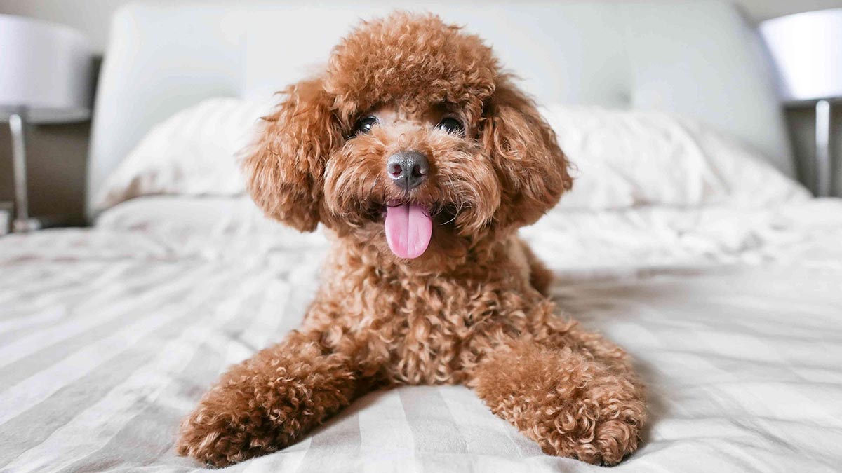 Собака в постели