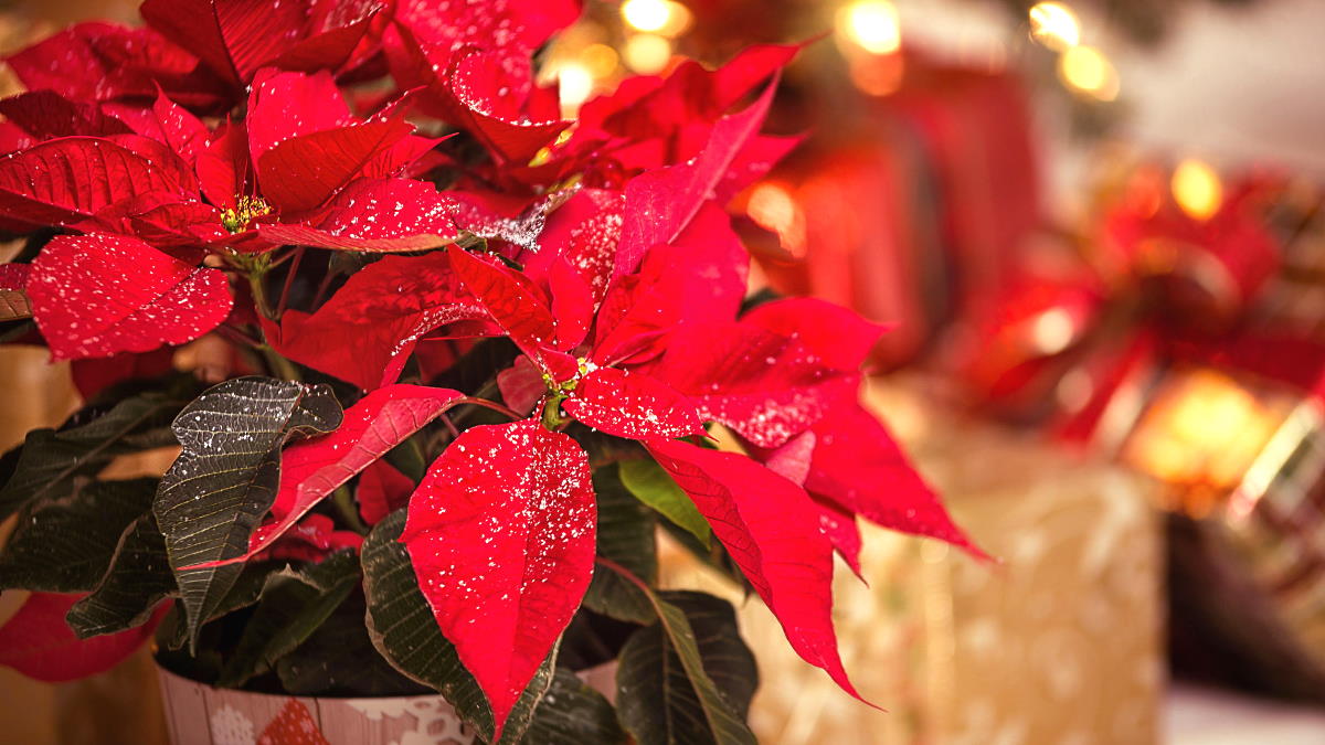 растение пуансеттия