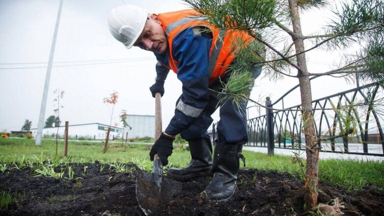"Кузбассразрезуголь" высадил 800 тысяч деревьев