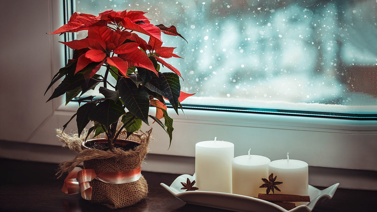 Украшение окна на новый год