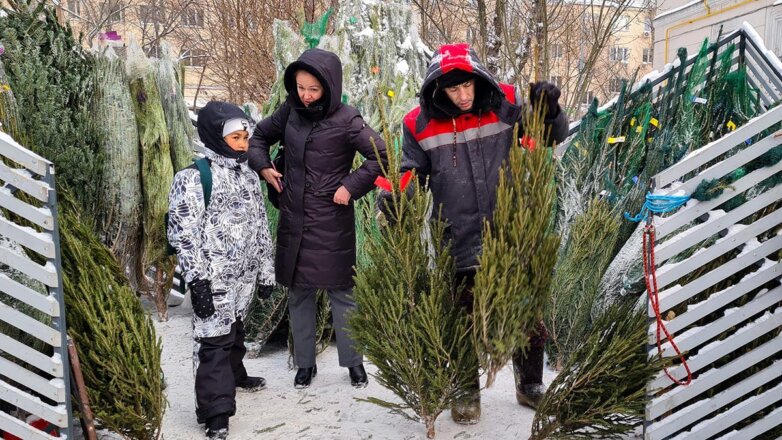 Эколог дал советы по выбору новогодней елки