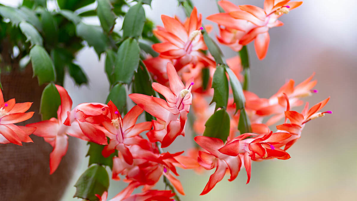 Шлюмбергера