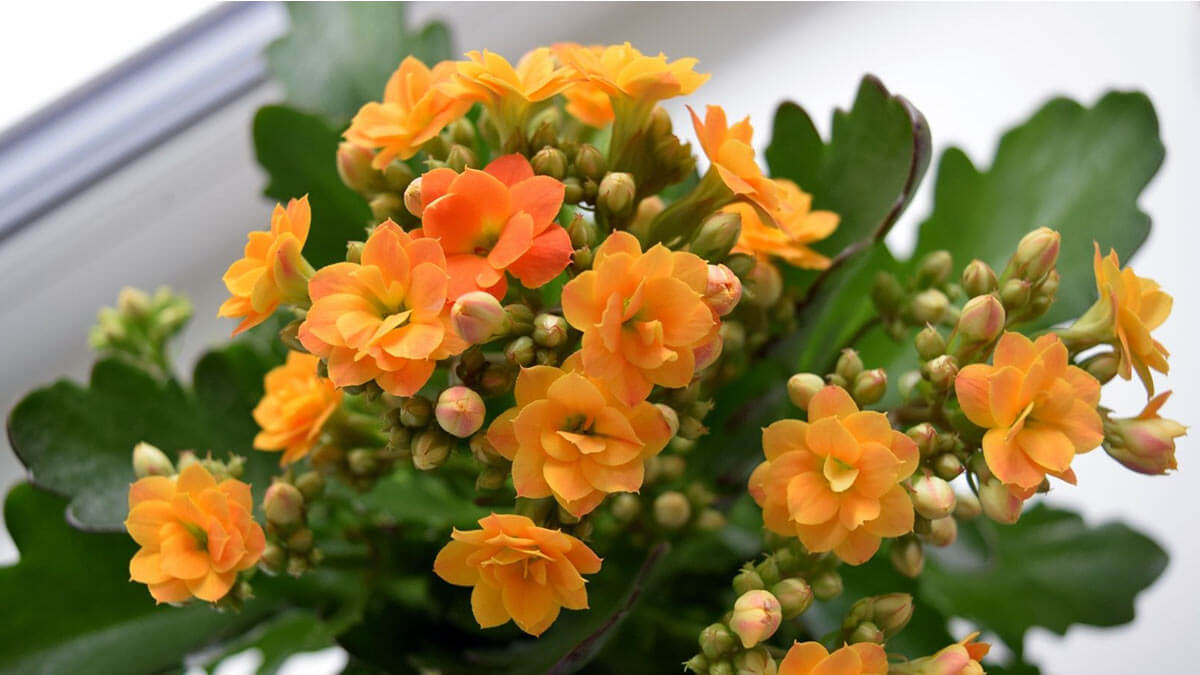 Каланхоэ Блоссфельда