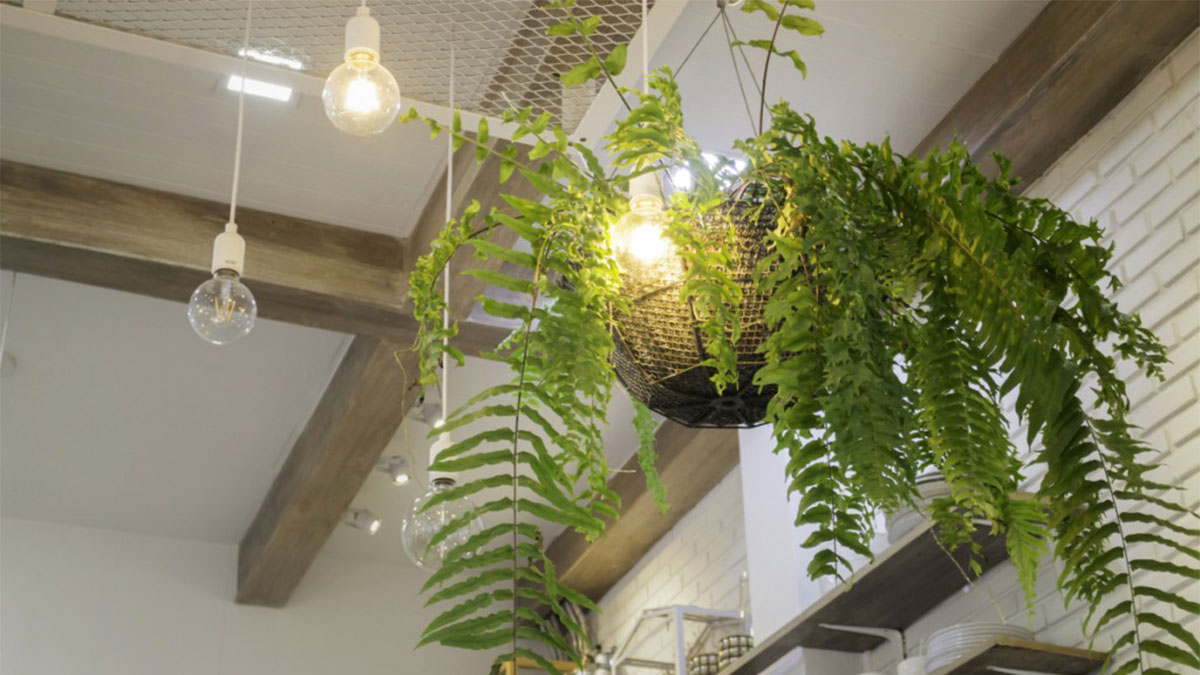 Комнатные растения под потолком