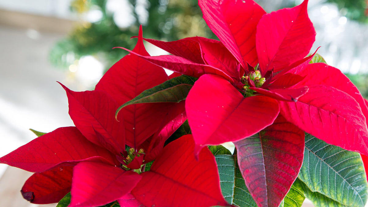 Пуансеттия