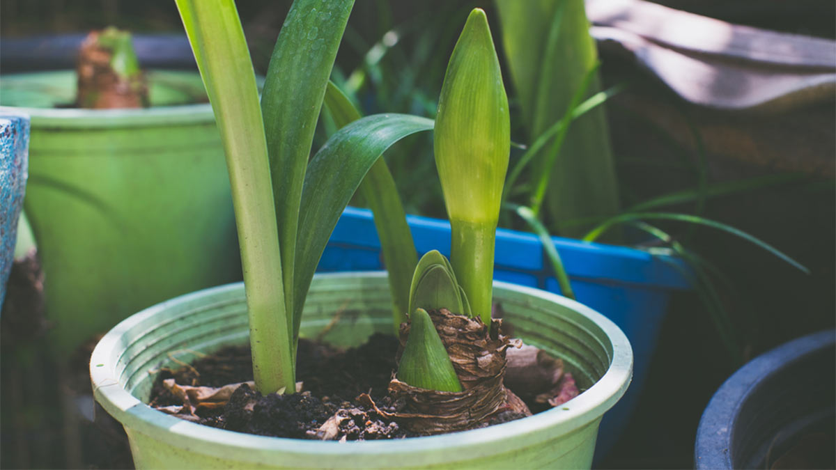 Растение Гиппеаструм