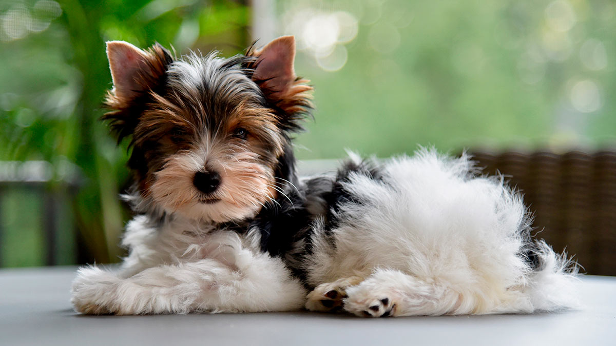 Бивер-йоркширский терьер