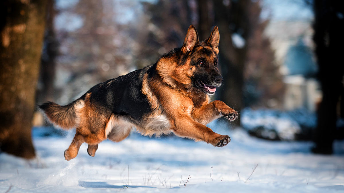 Немецкая овчарка