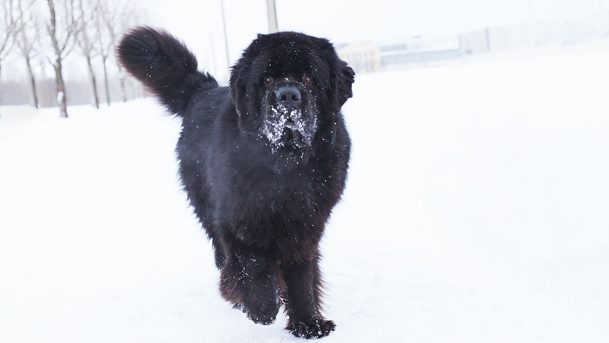 Ньюфаундленд