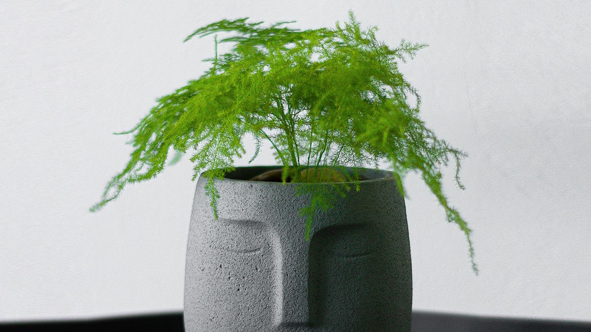 Растение Аспарагус