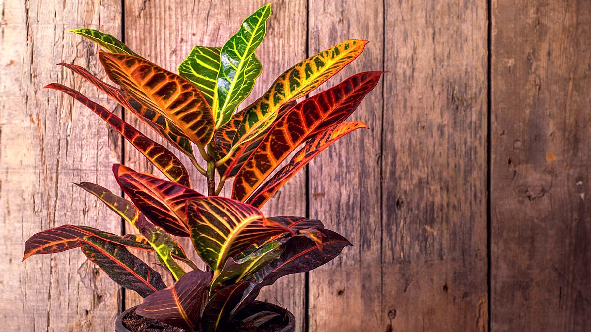 Растение Кротон