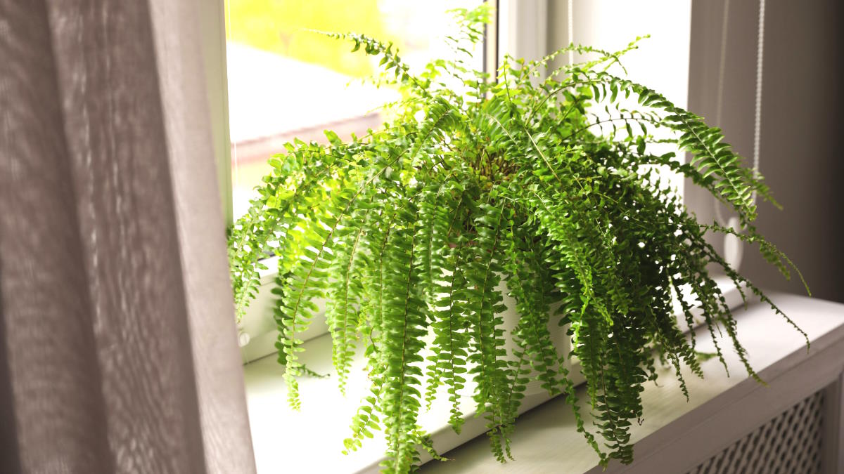 Растение Папоротник